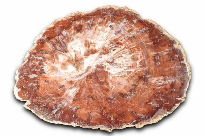 Polished Petrified Wood (Araucaria) Round - Madagascar #344701